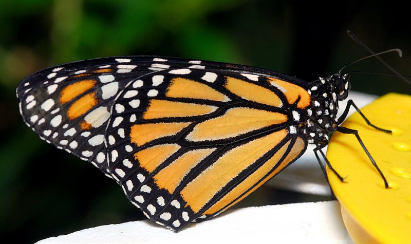 Central American Monarch (female)