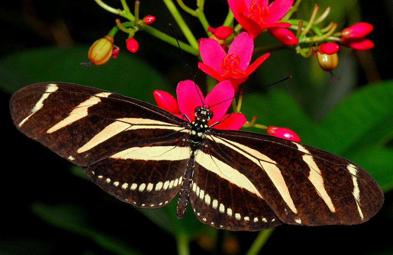 Zebra Longwing