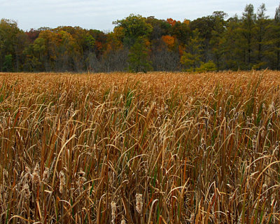 Autumn Field Of Cattails