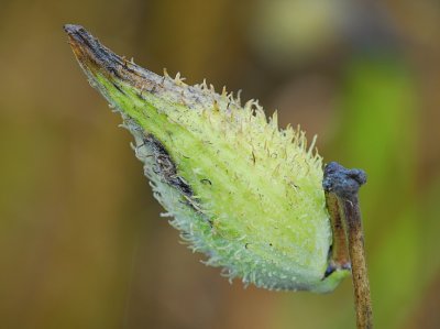 Milkweed Seed Pod