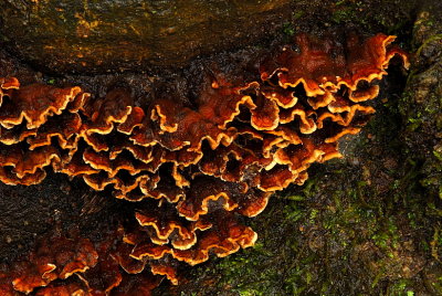Fungus At Base Of Tree