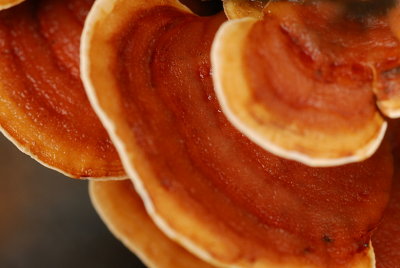 Fungi On Log