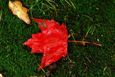Autumn 2006 Macro Photographs