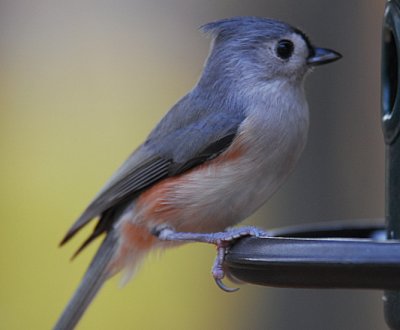 Tufted Titmouse #1