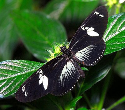 Doris Longwing (or Doris Butterfly or Rayed Longwing)