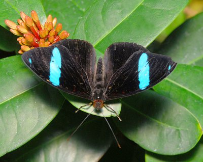 Common Olivewing