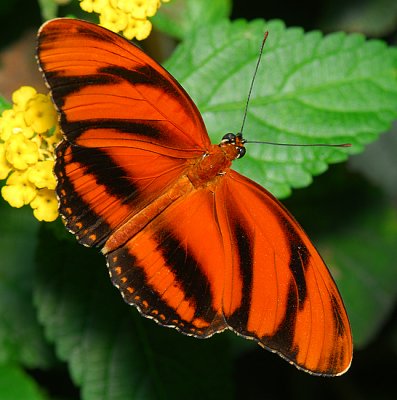 Orange Tiger (aka Banded Orange or Banded Orange Heliconian)