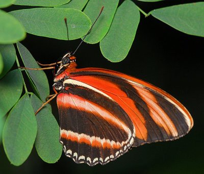 Orange Tiger (aka Banded Orange or Banded Orange Heliconian)