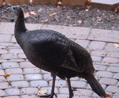 A Female Wild Turkey Visits Our Patio This Morning