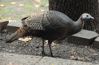 A Photograph This Afternoon Of Our New Friend, A Female Wild Turkey