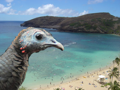 HAPPY THANKSGIVING EVERYONE FROM OUR WILD TURKEY IN HAWAII!!!
