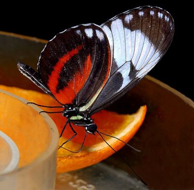 Grinning Heliconian (aka Blue and White Longwing or Cydno Longwing)