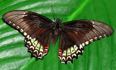 Broad-banded Swallowtail