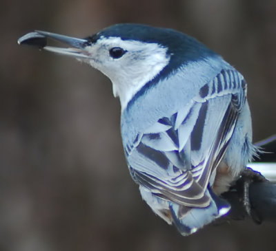 White-Breasted Nuthatch