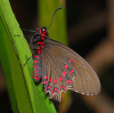 Pink-spotted Cattleheart
