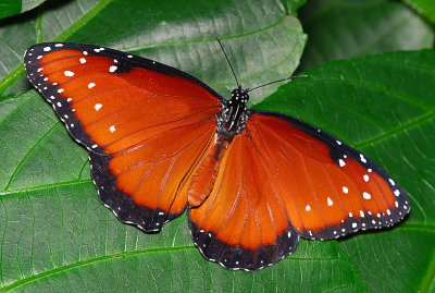 Queen (or Queen Butterfly)