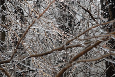 Some Photos Of The January, 2007 Ice Storm