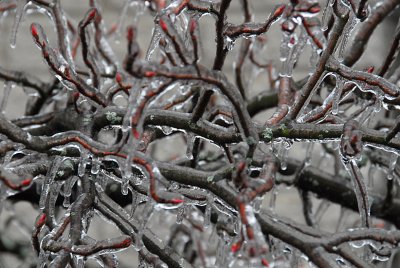 Some Photos Of The January, 2007 Ice Storm