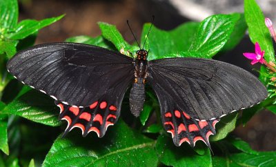 Pale-spotted Swallowtail