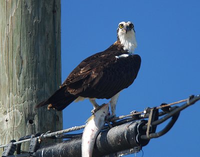 Osprey Near Merritt Island, Florida