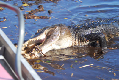 An Airboat Ride In The Everglades
