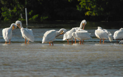 Picking Time For A Scoop (aka Pod) Of Pelicans