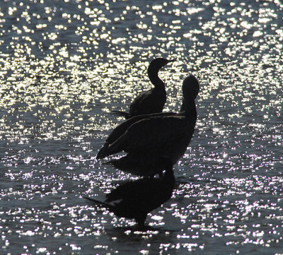 Pelican And Cormorant At Sunset