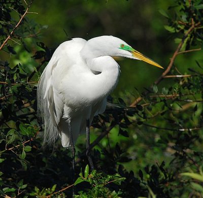 Great Egret 1