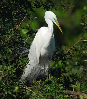 Great Egret 3