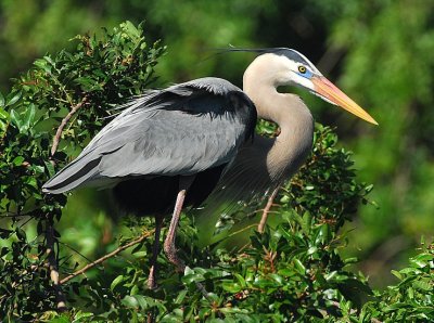 Great Blue Heron 1