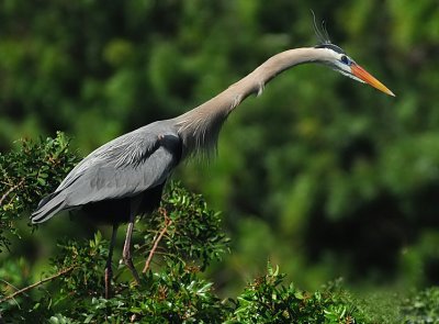 Great Blue Heron 12