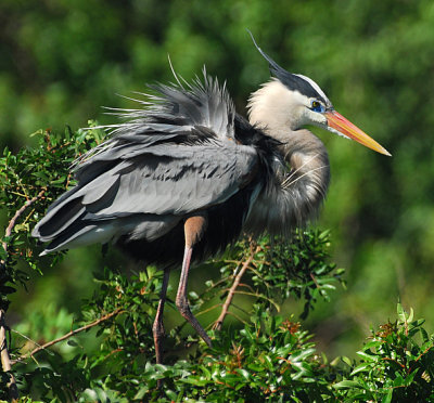 Great Blue Heron 15