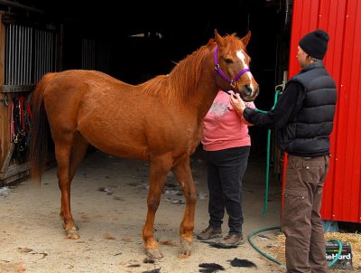 Grooming Their Quarter Horse, Celebrity Smoke