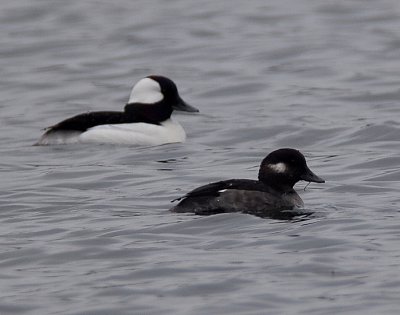 Photographing Buffleheads Is Dangerous To Your Health