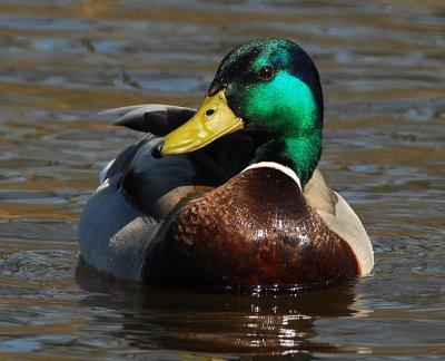 Mallards