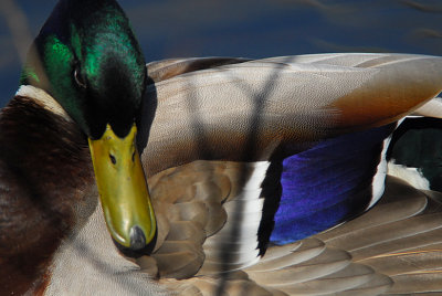 Close-ups Of A Male Mallard Taken Through Tall Reeds