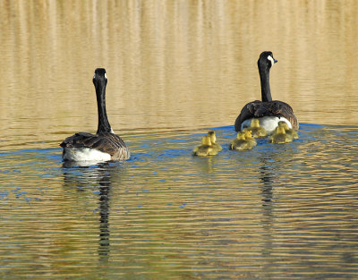 The Canadian Goose Goslings Have Arrived!
