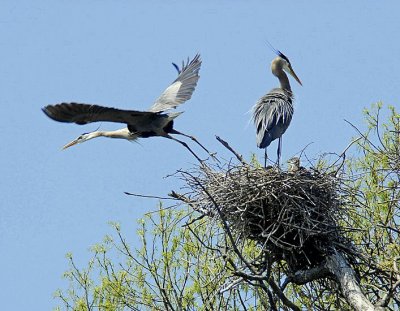 Great Blue Heron Nest