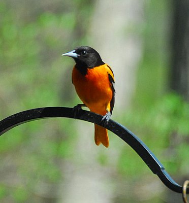 Baltimore Oriole