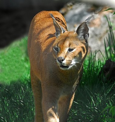 Caracal or Persian Lynx