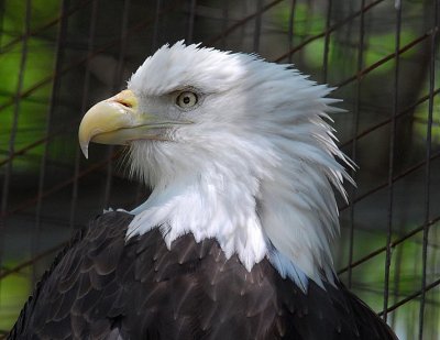 Bald Eagle