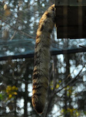 This Is The Tail End Of My Visit To The Toronto Zoo :)