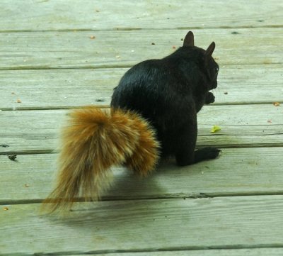 New Species Of Squirrel Discovered On Our Deck
