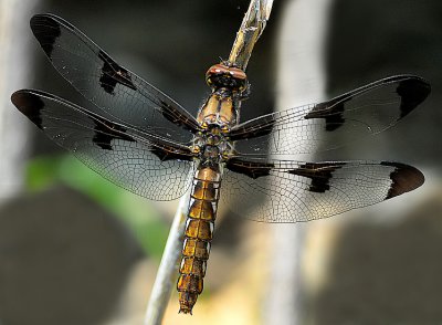 Dragonfly