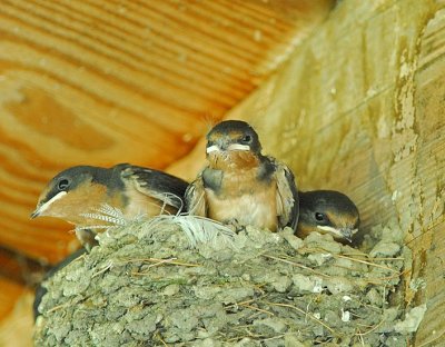 Barn Swallows' Nest