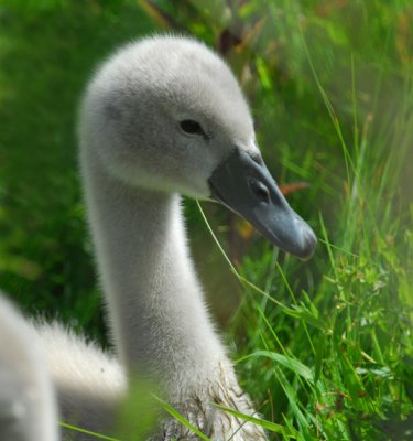 Swan Cygnet Through The Grass