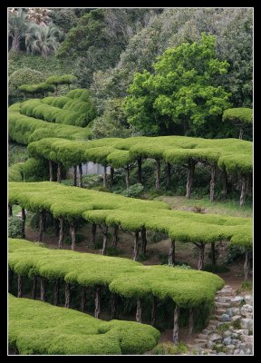 Tree Roof