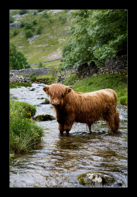 Water-Cow