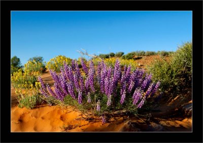 Desert-Flower.jpg