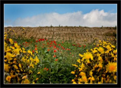 The Yorkshire Wolds